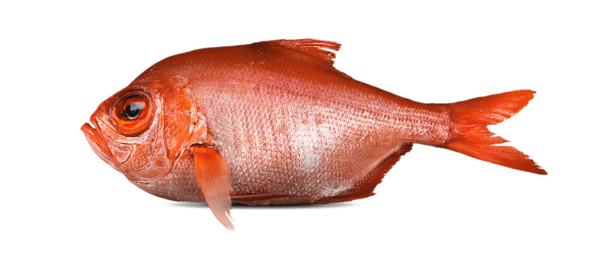 Alfonsino