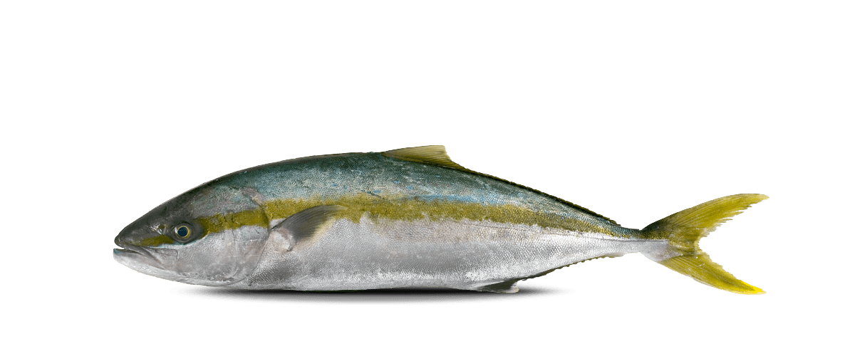 Yellowtail Kingfish