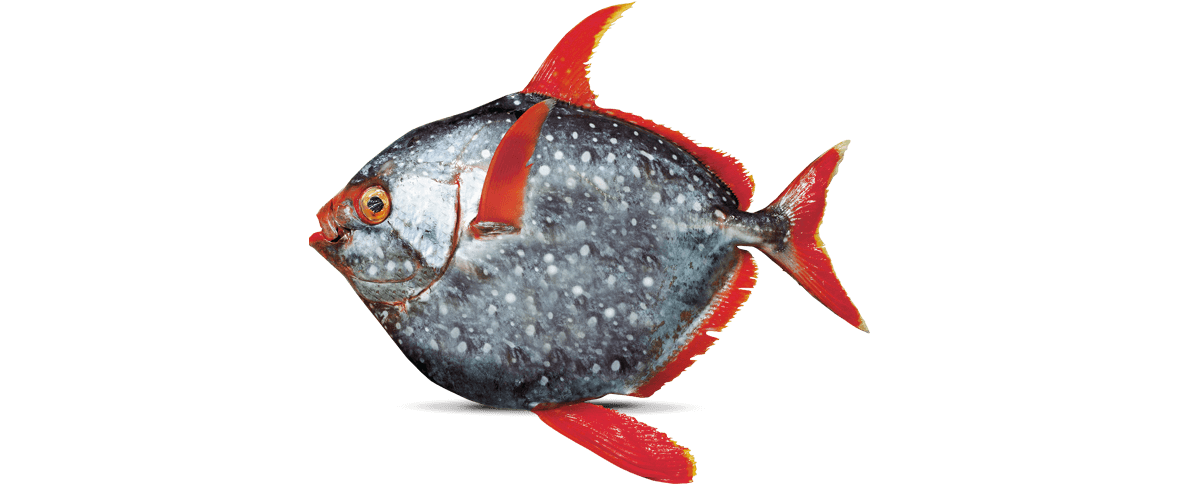 Moonfish