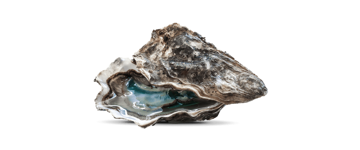 Oyster