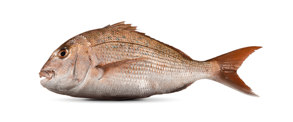 Snapper