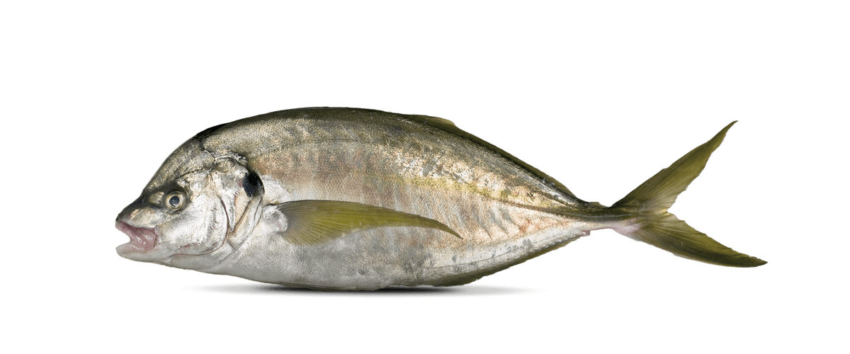 Trevally